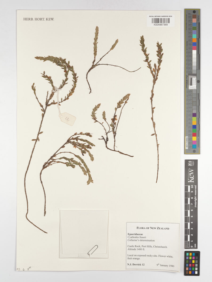Cyathodes fraseri - (A.Cunn.)Allan.