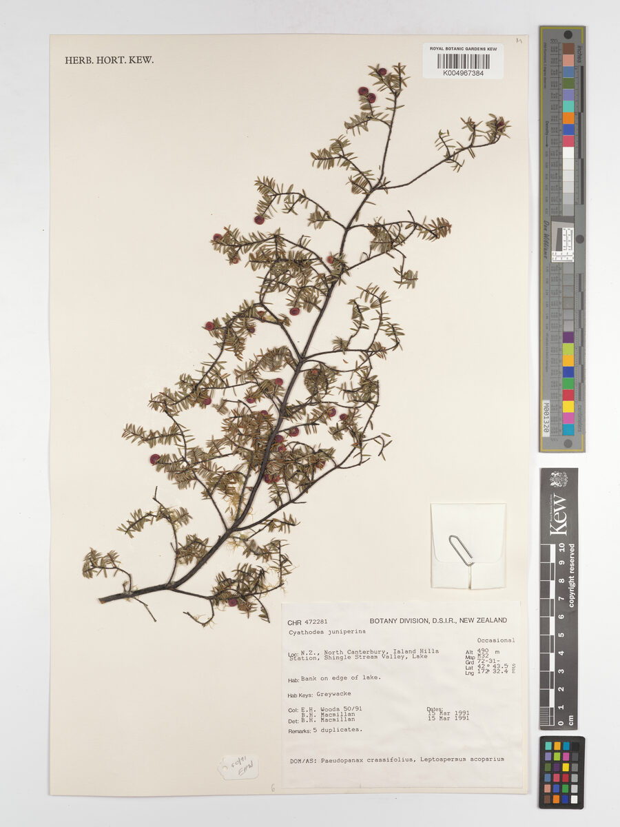 Cyathodes juniperina - (J.R.Forst.&G.Forst.)Druce. — photo