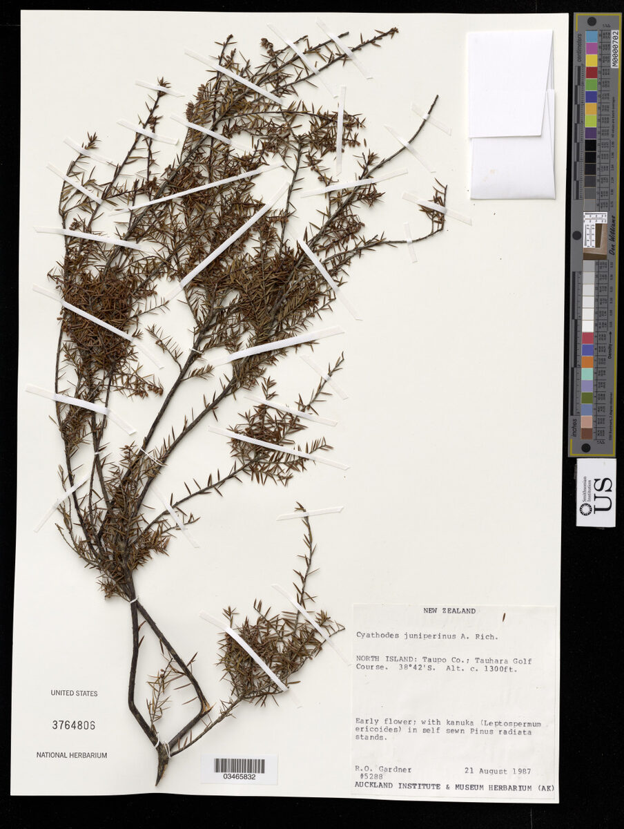 Cyathodes juniperina - (J.R.Forst.&G.Forst.)Druce. — photo
