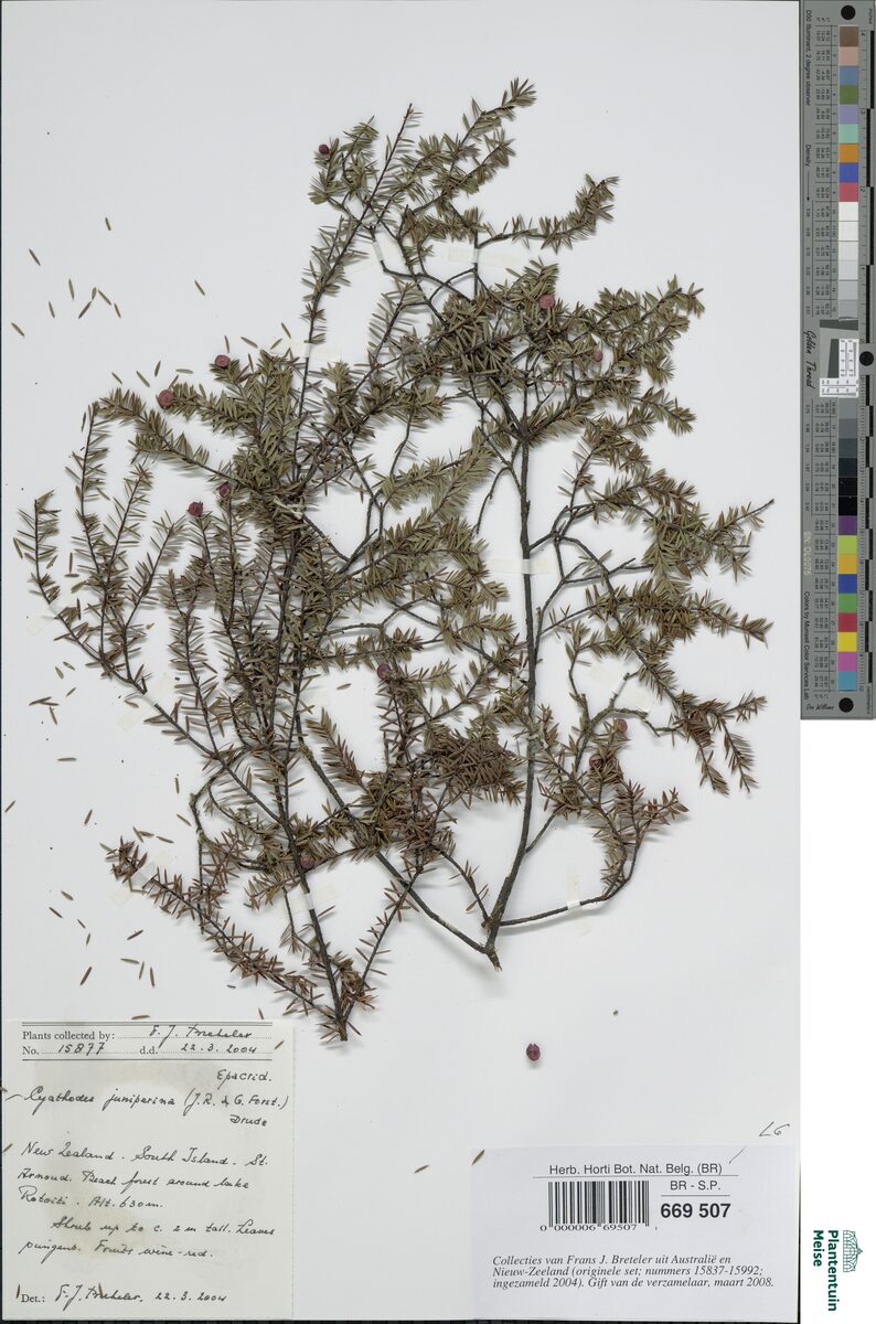 Cyathodes juniperina - (J.R.Forst.&G.Forst.)Druce.