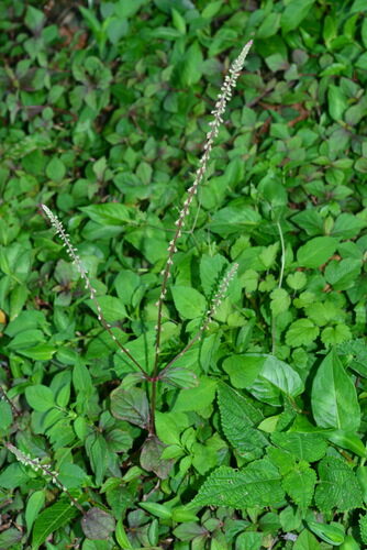Cyathula prostrata