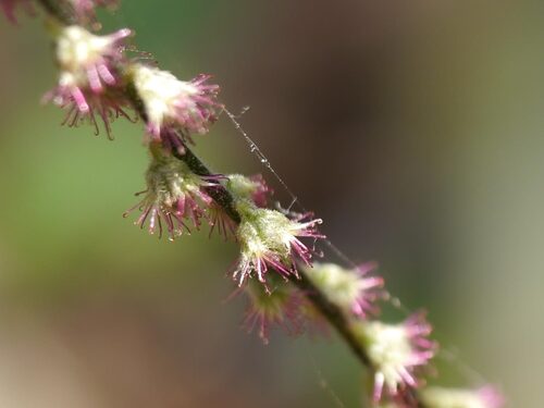 Cyathula prostrata (Prostrate pastureweed) — photo