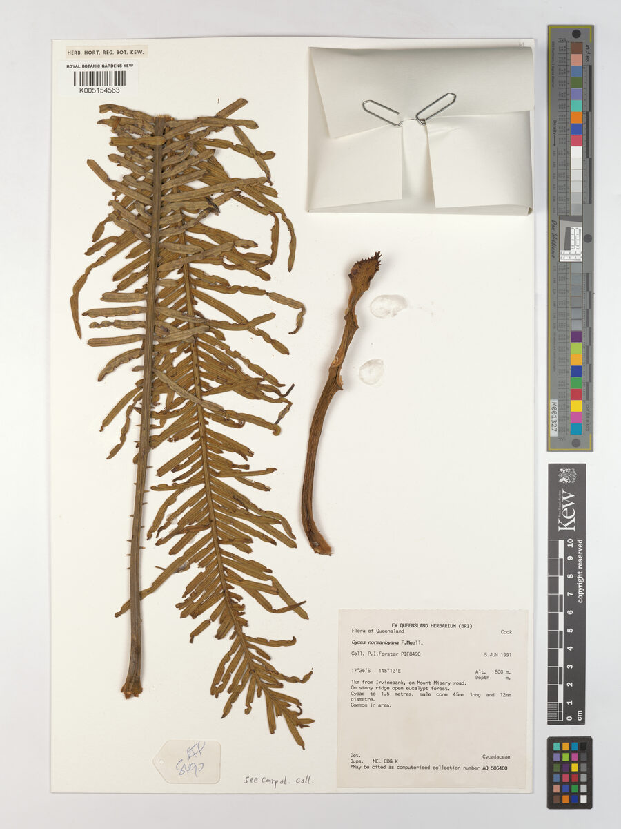 Cycas normanbyana — photo