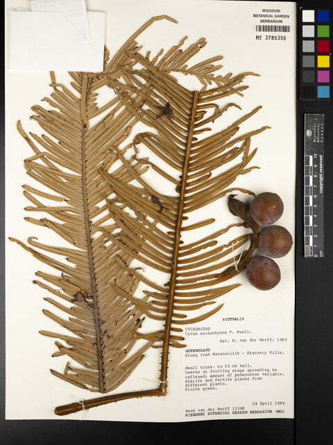 Cycas normanbyana — photo