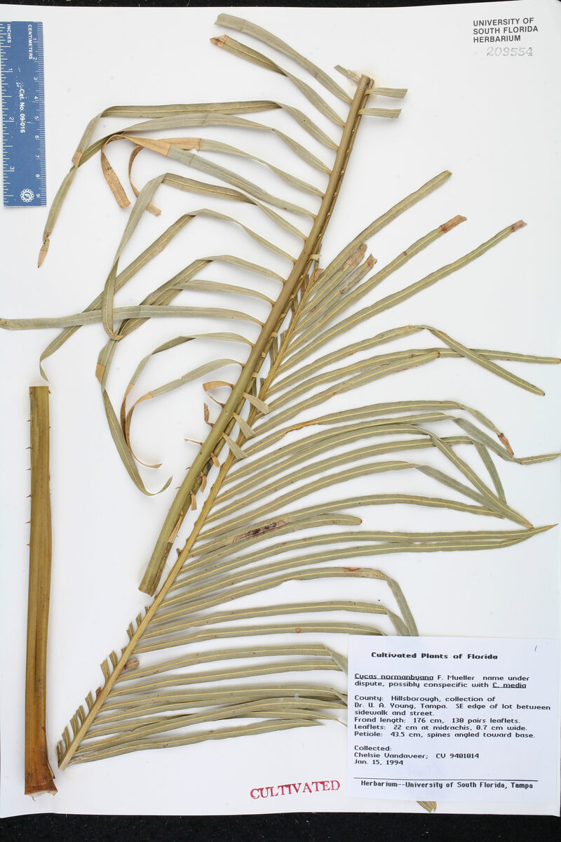 Cycas normanbyana