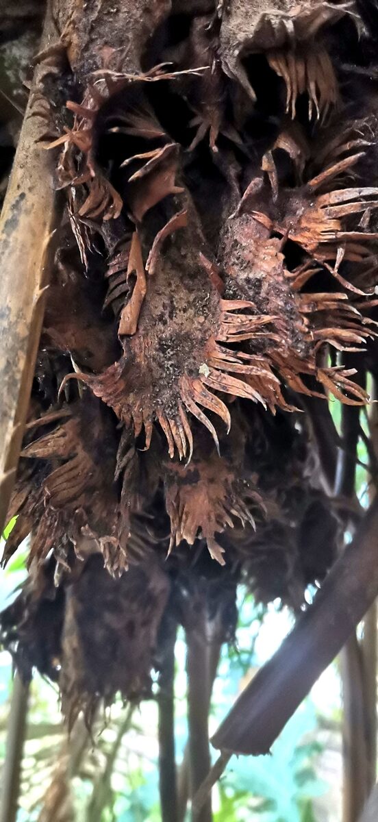 Cycas spp. (Cycas) — photo