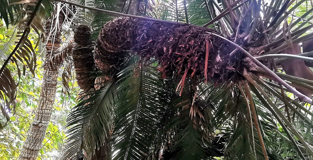 Cycas spp. (Cycas) — photo