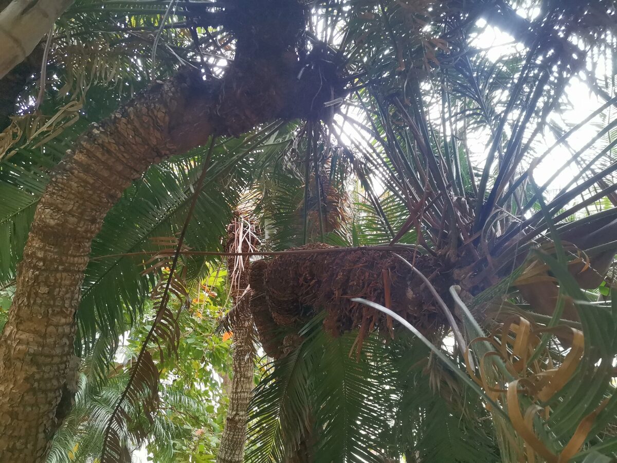 Cycas spp.
