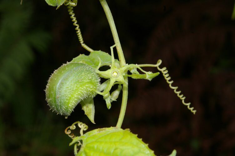 Cyclanthera brachybotrys — photo