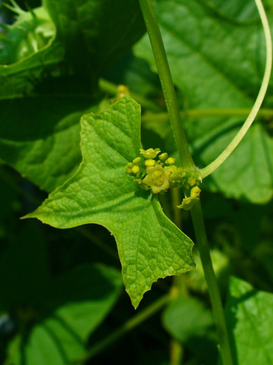 Cyclanthera brachystachya
