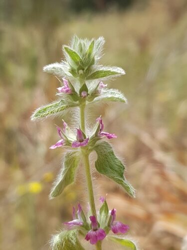 Cyclopia intermedia (Mountain tea) — photo