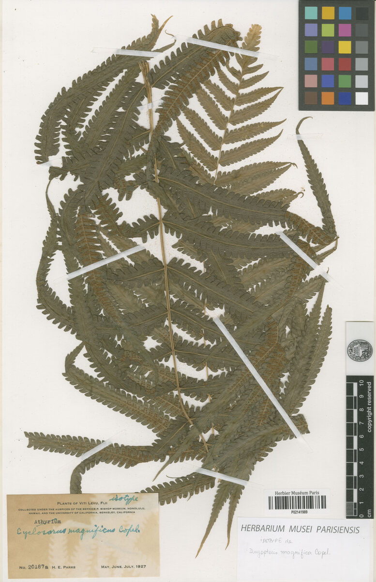 Cyclosorus magnificus (Fi'i gwau) — photo