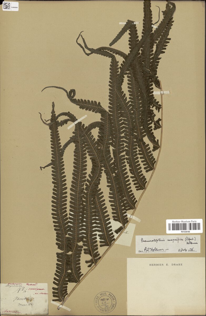 Cyclosorus magnificus (Fi'i gwau) — photo