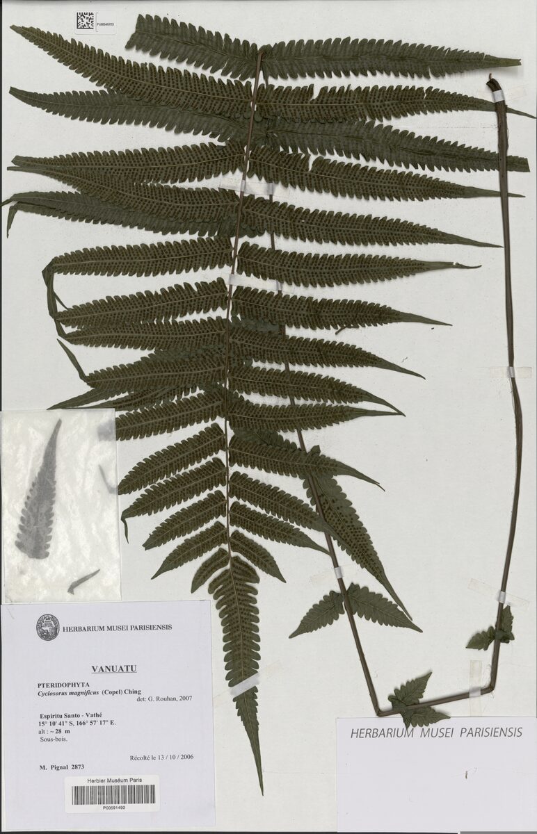 Cyclosorus magnificus