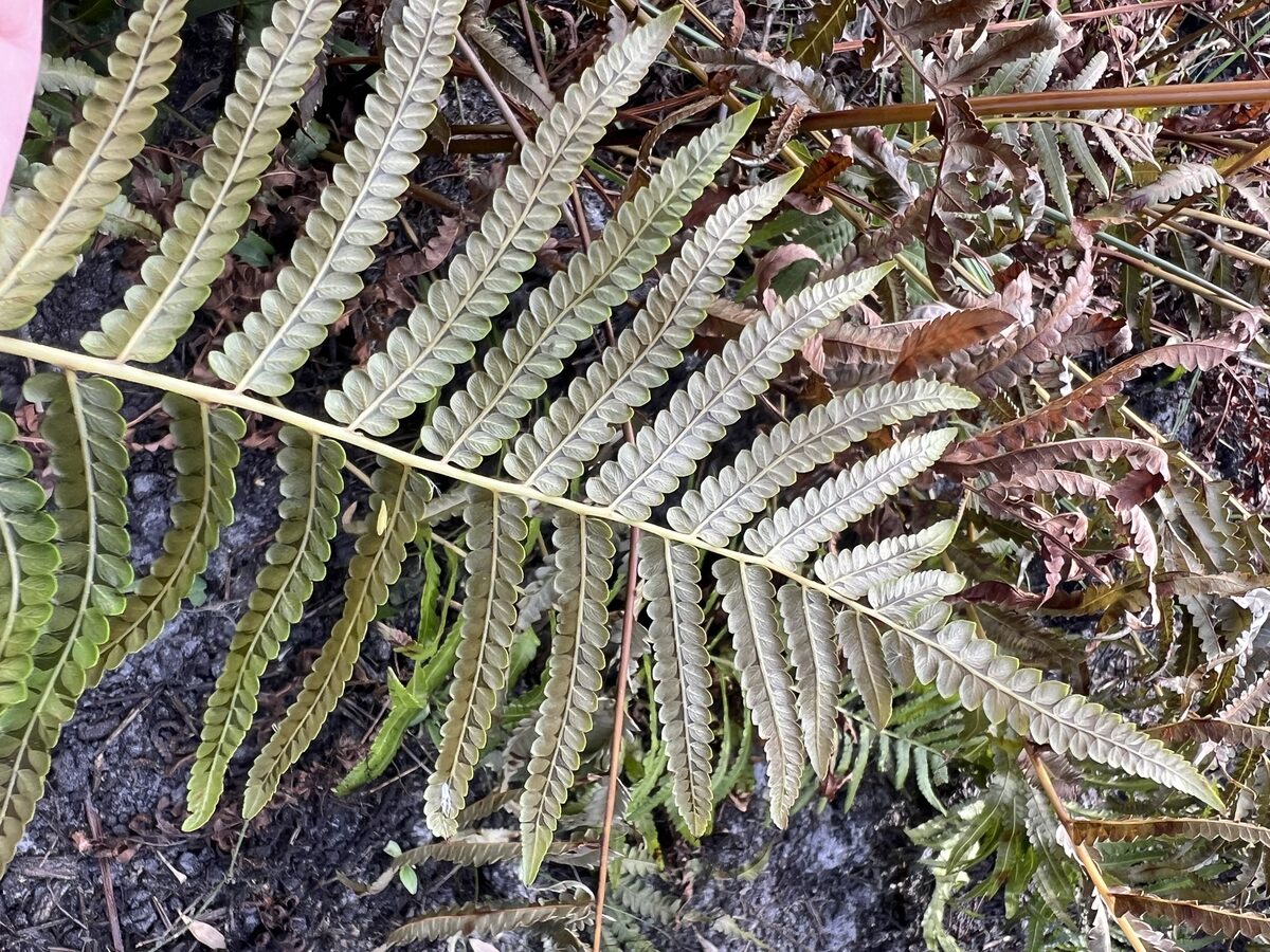 Cyclosorus sp. (8226/DCRS 339) (fern) — photo