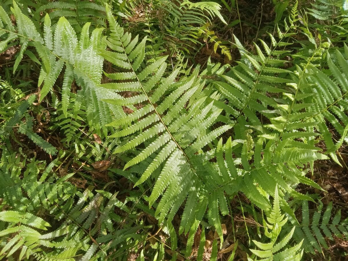 Cyclosorus sp. (8226/DCRS 339) (fern) — photo
