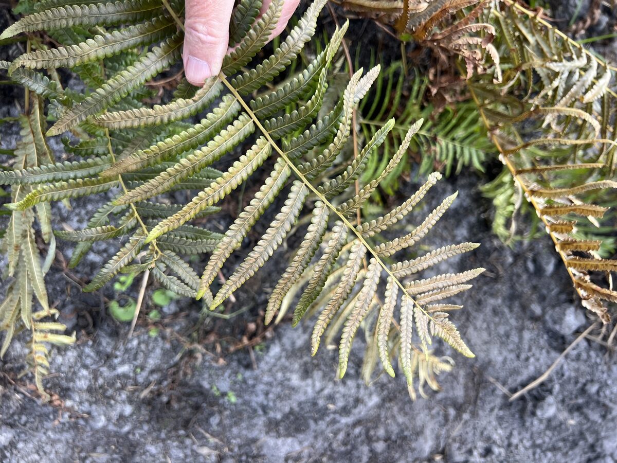 Cyclosorus sp. (8226/DCRS 339)