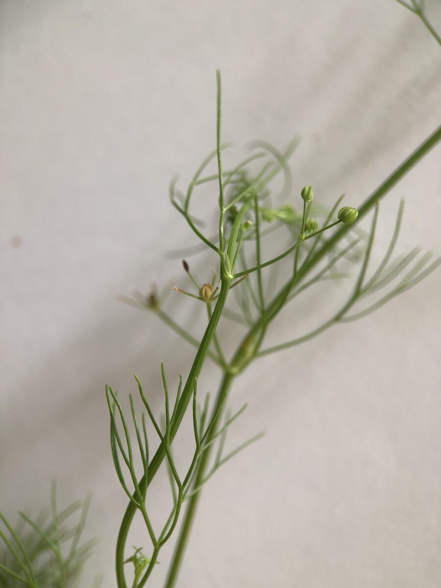 Cyclospermum leptophyllum - (Pers.)Sprague. (Slender Celery) — photo