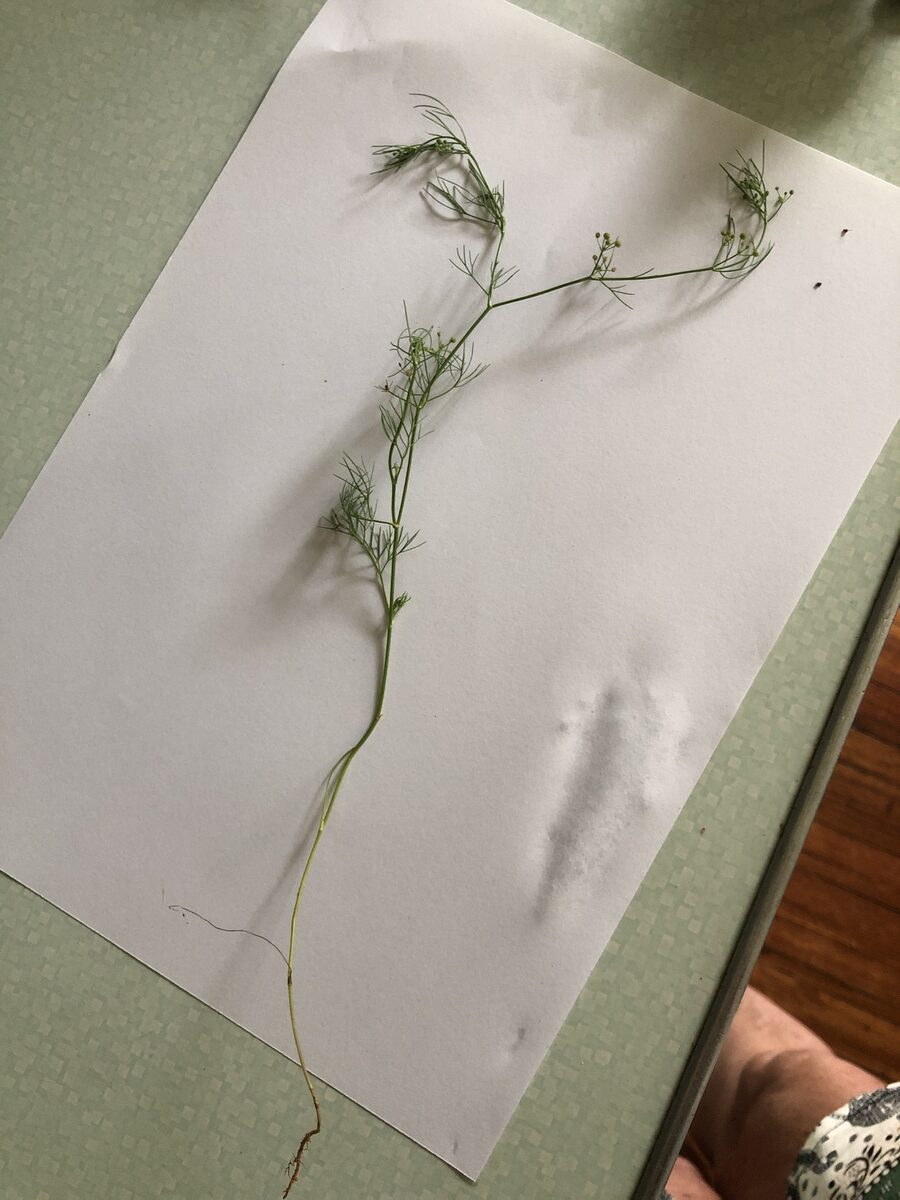 Cyclospermum leptophyllum - (Pers.)Sprague. (Slender Celery) — photo