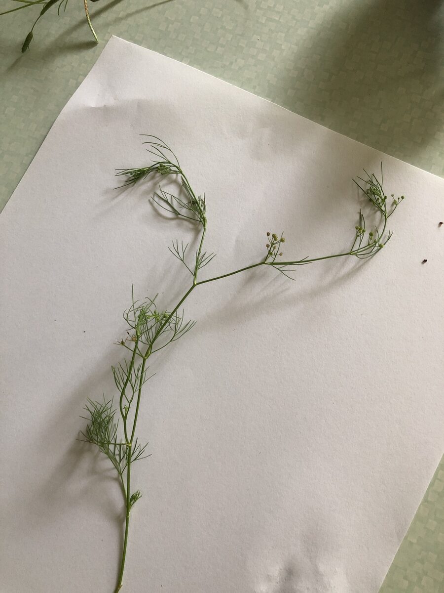 Cyclospermum leptophyllum - (Pers.)Sprague.