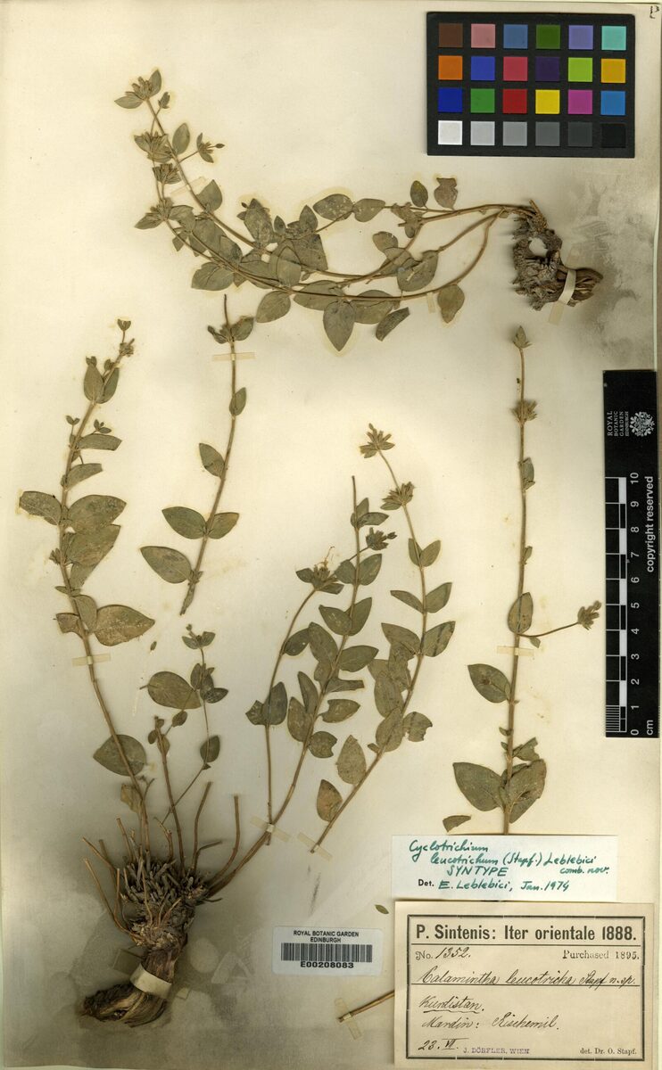 Cyclotrichium leucotrichum — photo