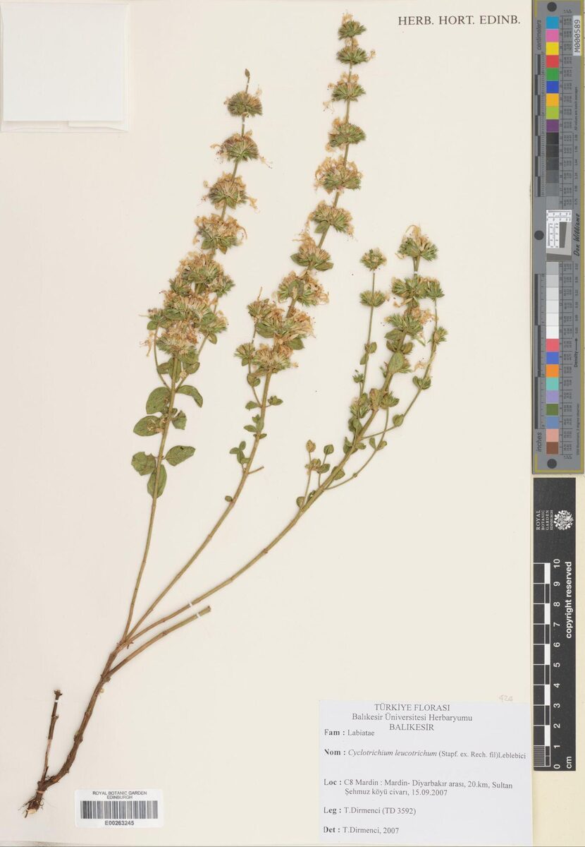 Cyclotrichium leucotrichum