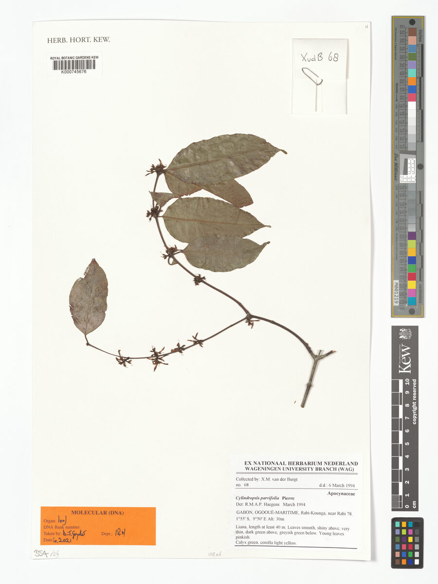 Cylindropsis parvifolia — photo