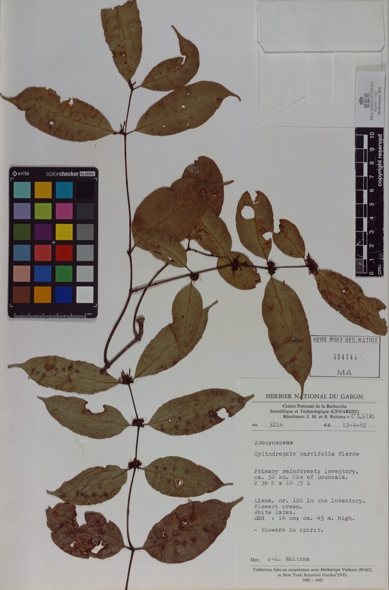 Cylindropsis parvifolia — photo