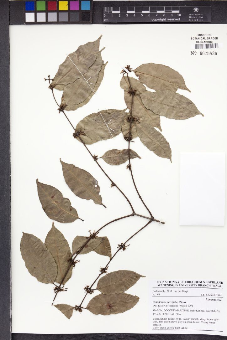 Cylindropsis parvifolia