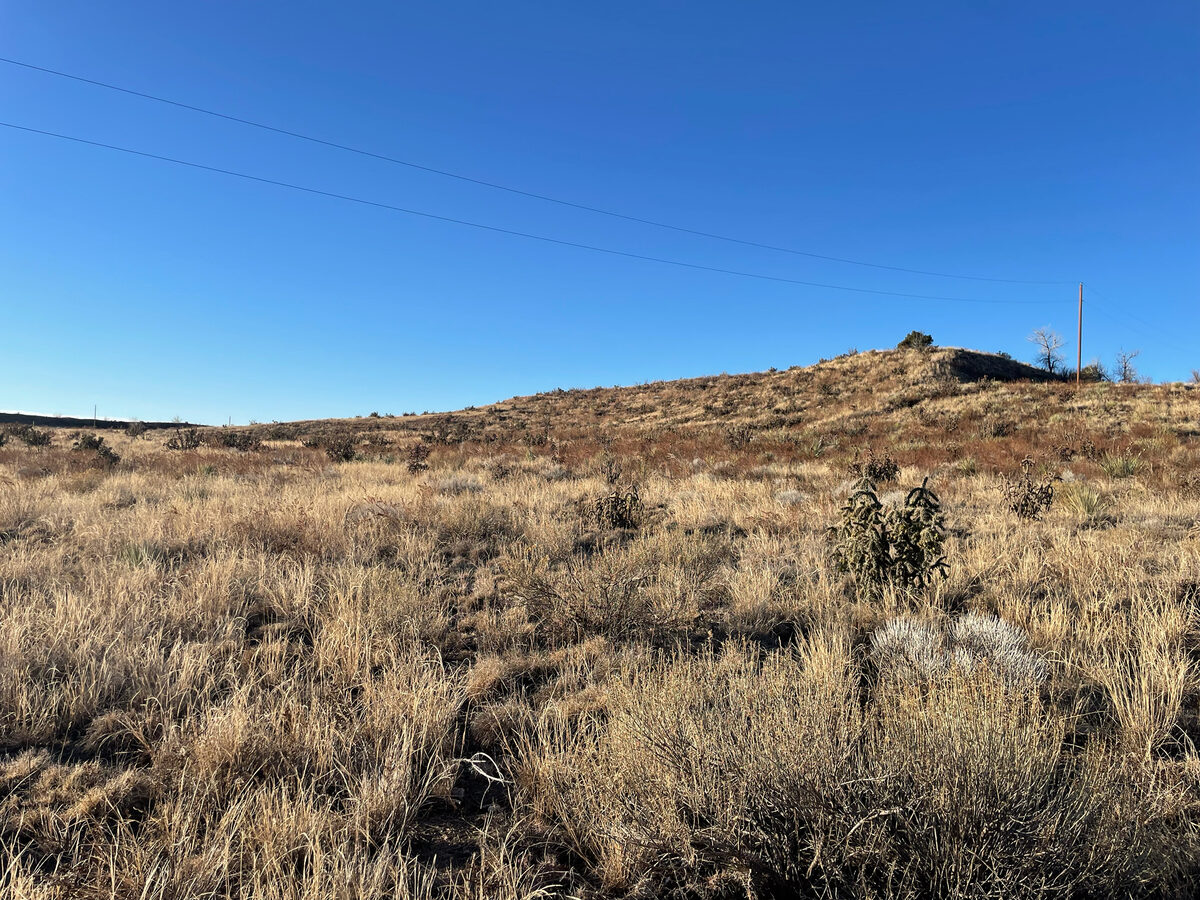 Cylindropuntia imbricata - (Haw.) F.M.Knuth (Tree cholla) — photo