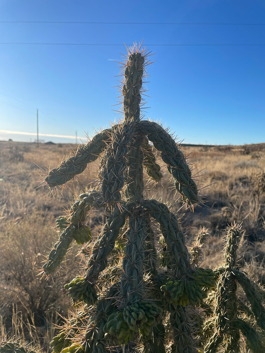 Cylindropuntia imbricata - (Haw.) F.M.Knuth (Tree cholla) — photo
