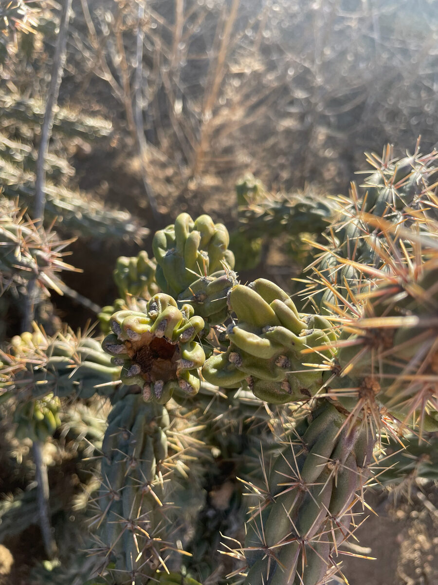Cylindropuntia imbricata - (Haw.) F.M.Knuth