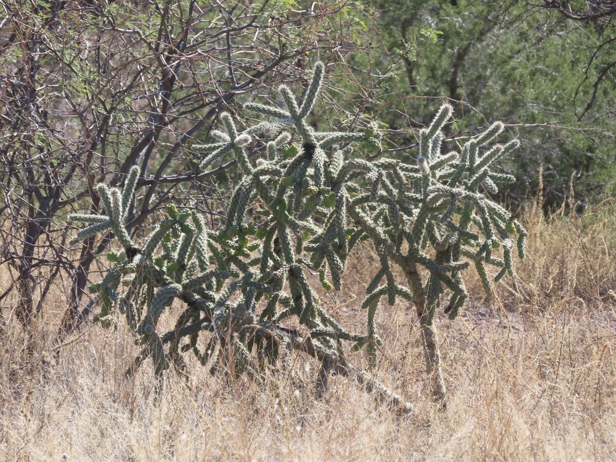 Cylindropuntia imbricata subsp. spinosior - (Engelm.) M.A.Baker, Cloud (Cane Cholla) — photo