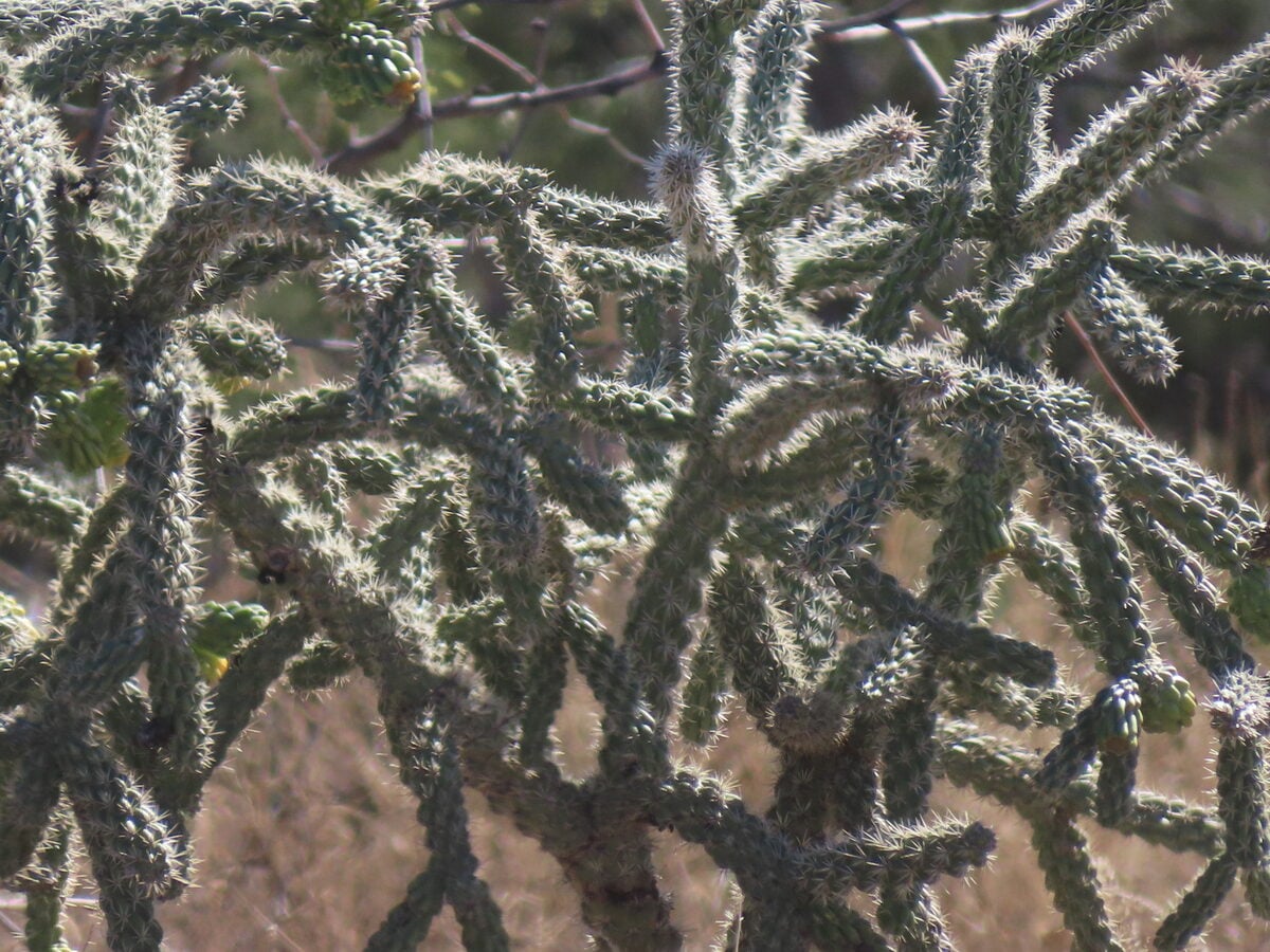 Cylindropuntia imbricata subsp. spinosior - (Engelm.) M.A.Baker, Cloud (Cane Cholla) — photo