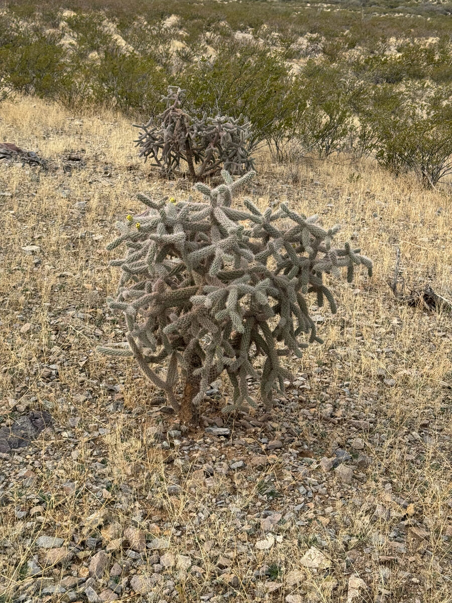 Cylindropuntia imbricata subsp. spinosior - (Engelm.) M.A.Baker, Cloud