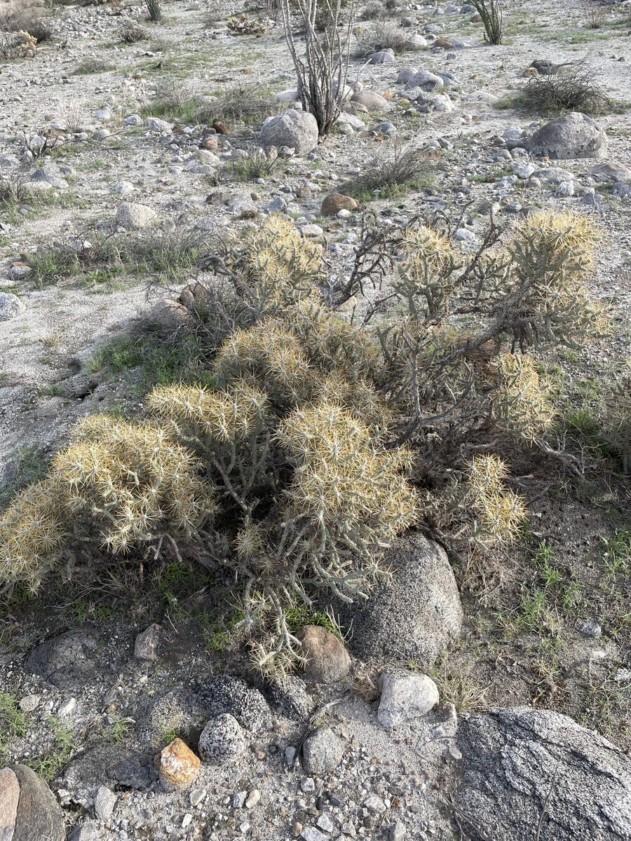 Cylindropuntia ramosissima - (Engelm.) F.M.Knuth (Diamond Cholla) — photo
