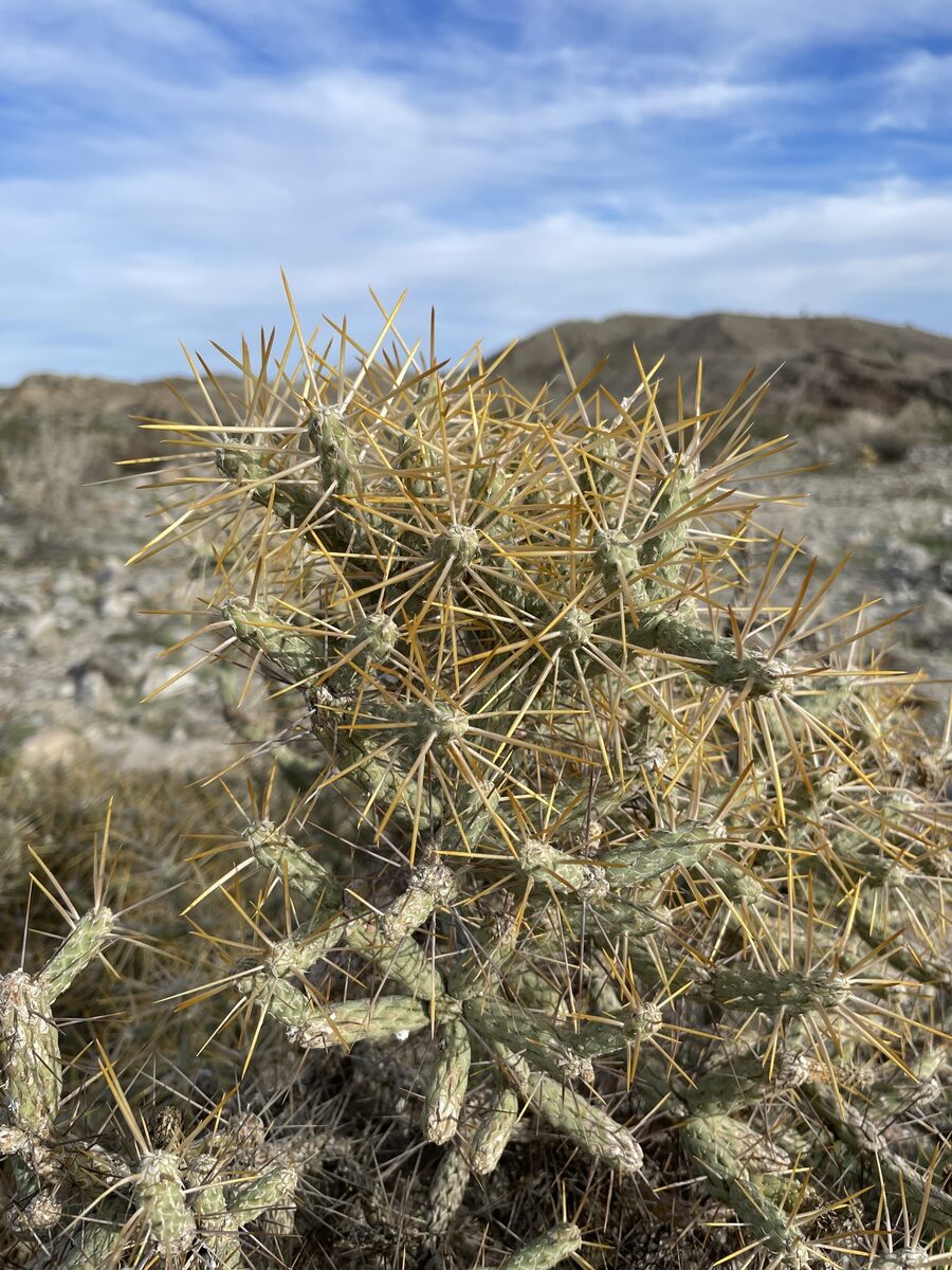 Cylindropuntia ramosissima - (Engelm.) F.M.Knuth (Diamond Cholla) — photo