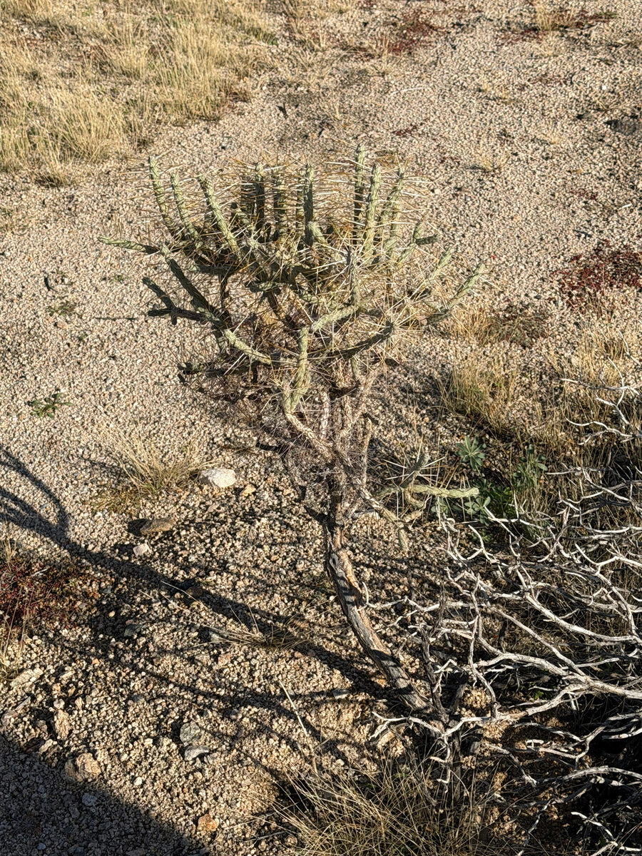 Cylindropuntia ramosissima - (Engelm.) F.M.Knuth