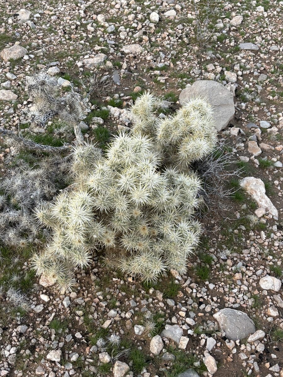 Cylindropuntia spp. (Cholla) — photo