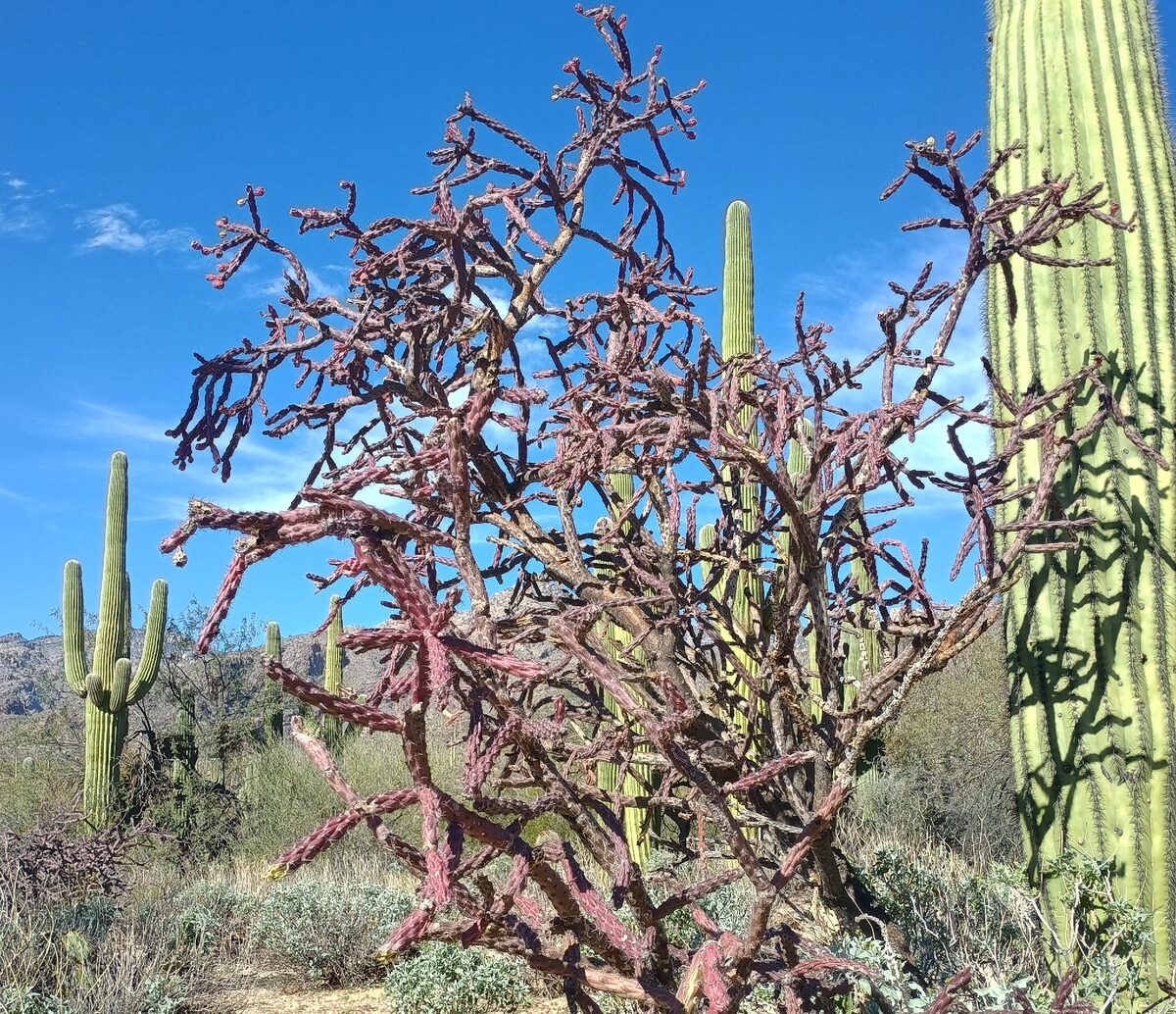 Cylindropuntia thurberi subsp. versicolor - (Engelm. ex J.M.Coult.) M.A.Baker (Staghorn cholla) — photo