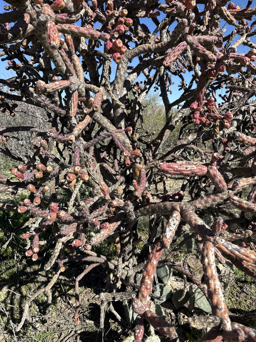 Cylindropuntia thurberi subsp. versicolor - (Engelm. ex J.M.Coult.) M.A.Baker (Staghorn cholla) — photo