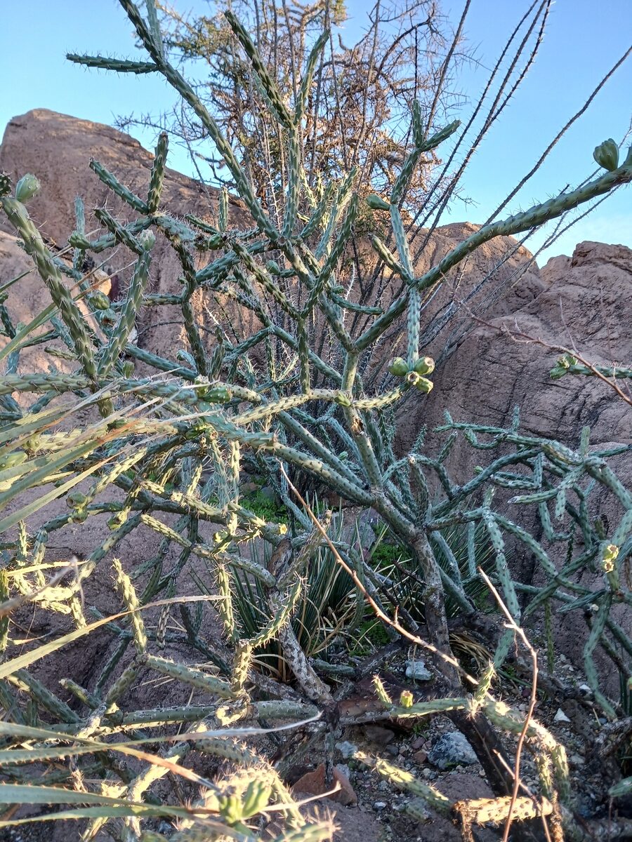 Cylindropuntia thurberi subsp. versicolor - (Engelm. ex J.M.Coult.) M.A.Baker