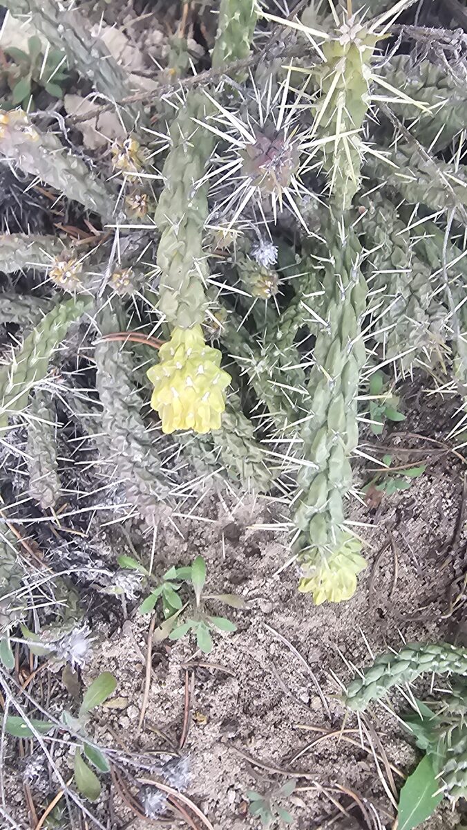Cylindropuntia whipplei - (Engelm. & J.M.Bigelow) F.M.Knuth (Whipple’s Cholla) — photo