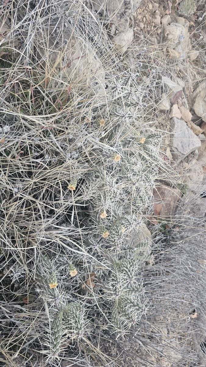 Cylindropuntia whipplei - (Engelm. & J.M.Bigelow) F.M.Knuth (Whipple’s Cholla) — photo