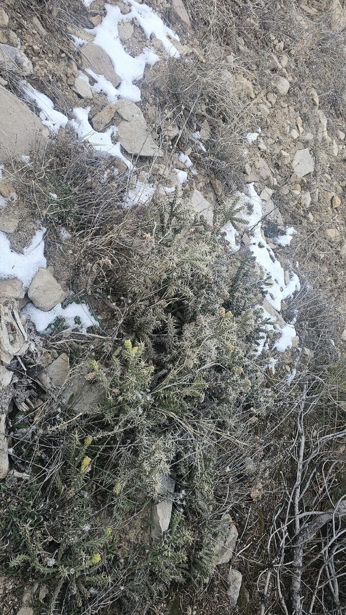 Cylindropuntia whipplei - (Engelm. & J.M.Bigelow) F.M.Knuth