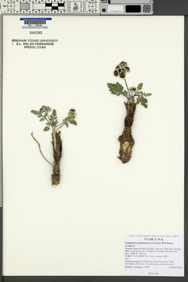 Cymopterus purpurascens (Widewing springparsley) — photo