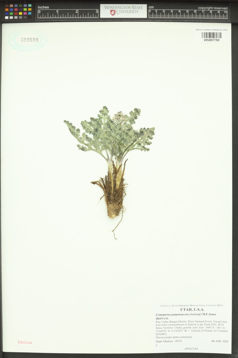 Cymopterus purpurascens (Widewing springparsley) — photo