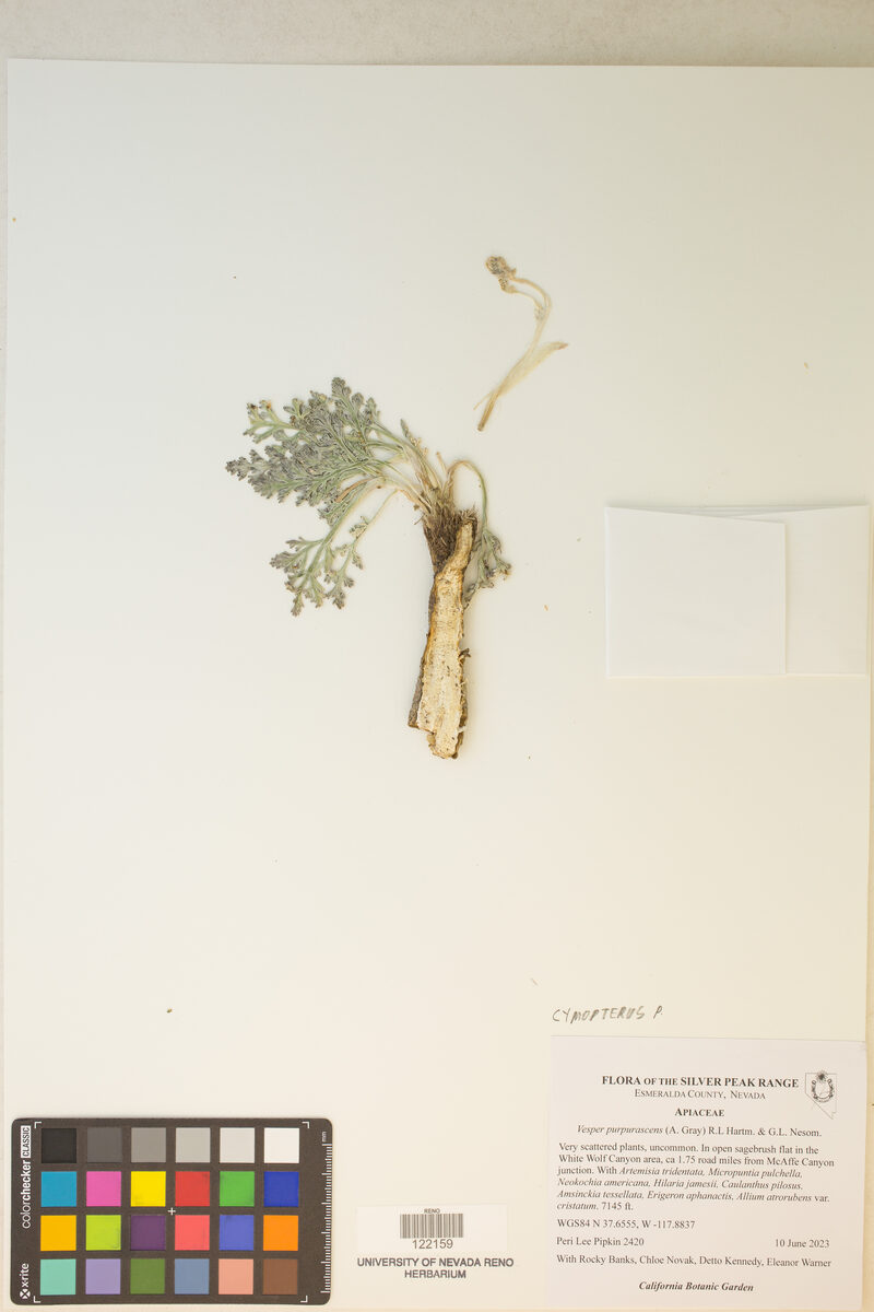 Cymopterus purpurascens