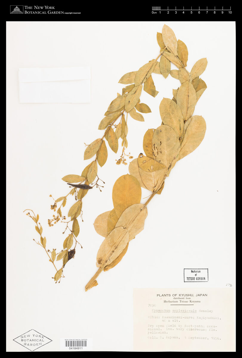 Cynanchum amplexicaule (Bai wei) — photo