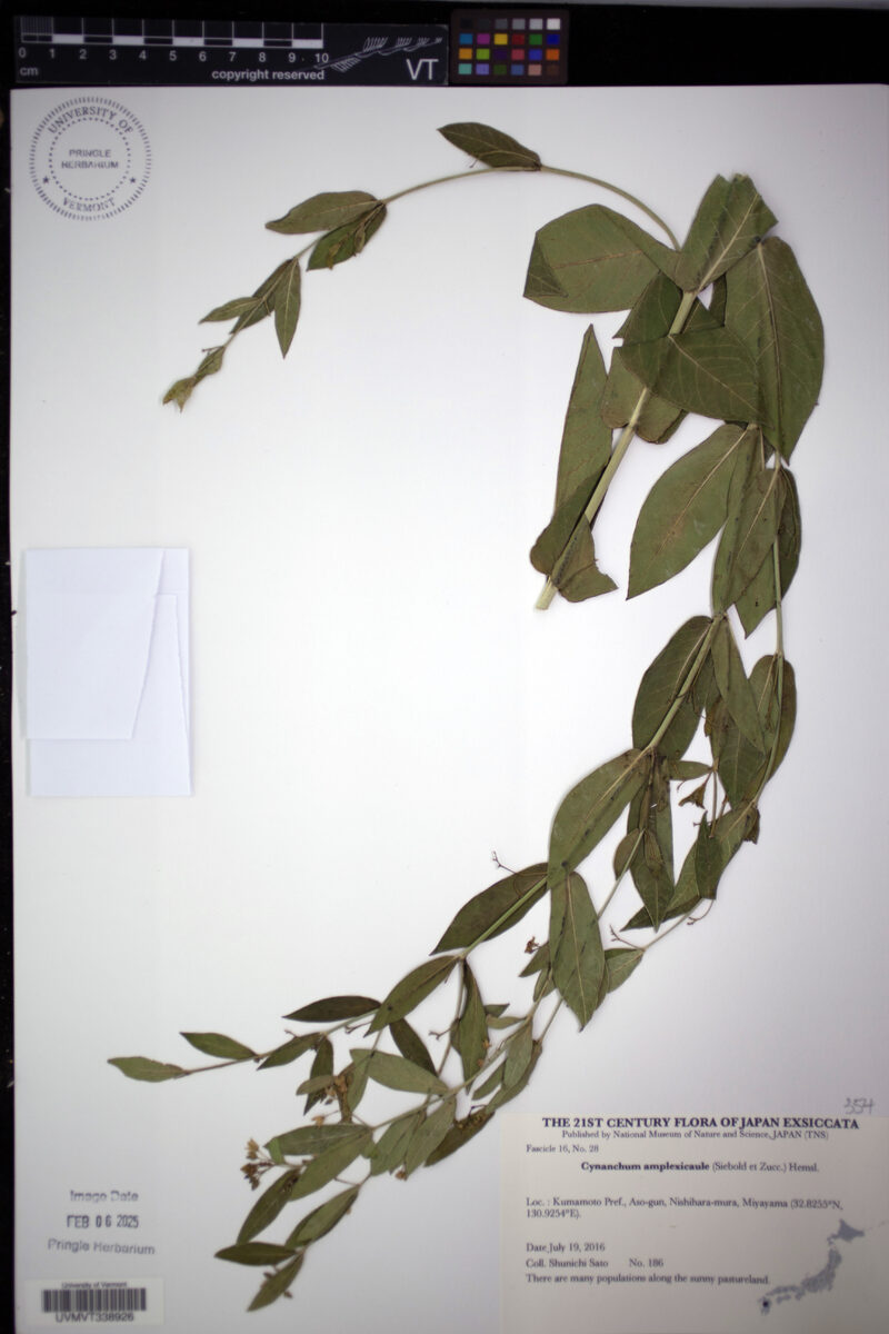 Cynanchum amplexicaule